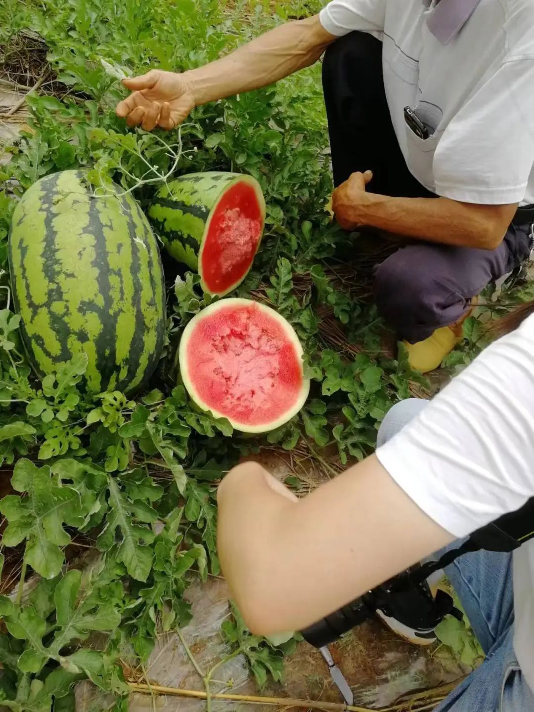 副业赚钱_狮山西瓜正热销！端午带娃一起，快乐“吃瓜”！_副业教程