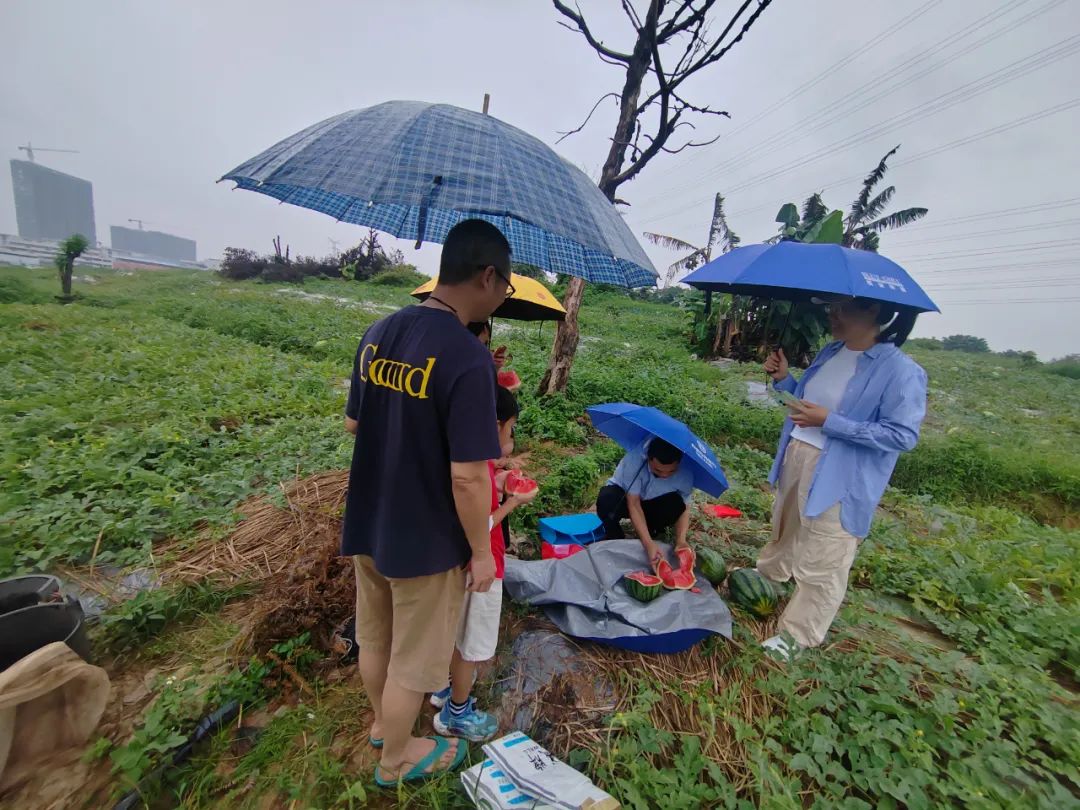 副业赚钱_狮山西瓜正热销！端午带娃一起，快乐“吃瓜”！_副业教程